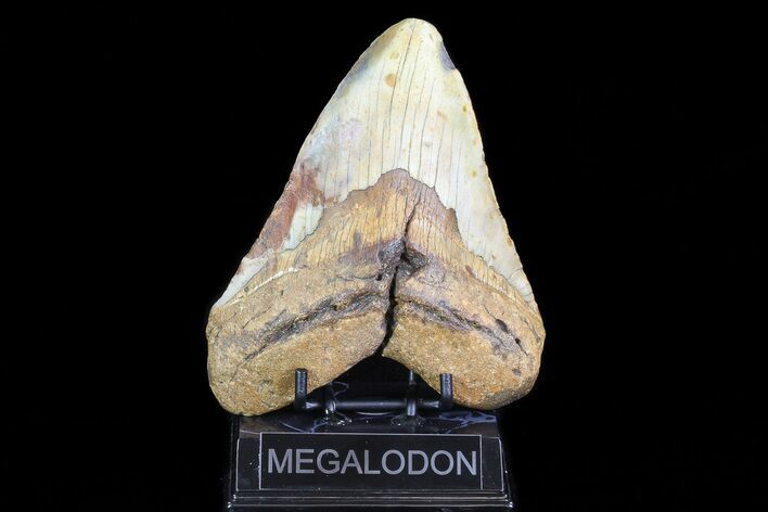 Fossil Megalodon Tooth - Very Heavy Tooth #75520